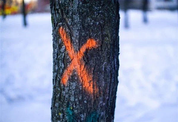 Rudd Tree Marking Paint